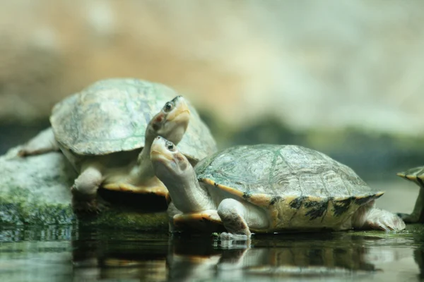 stock image Turtles