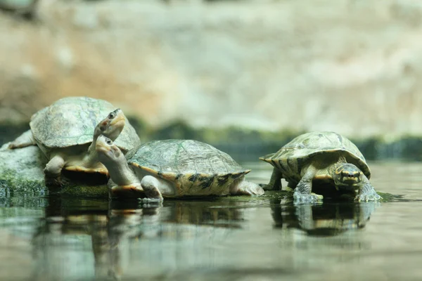 Petites tortues — Photo
