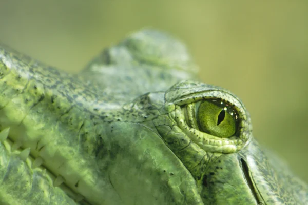 Crocodile eye — Stock Photo, Image