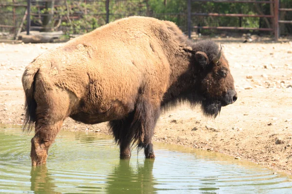 Bison in water — Stock Photo, Image