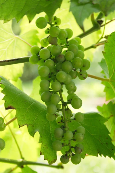Green grape — Stock Photo, Image