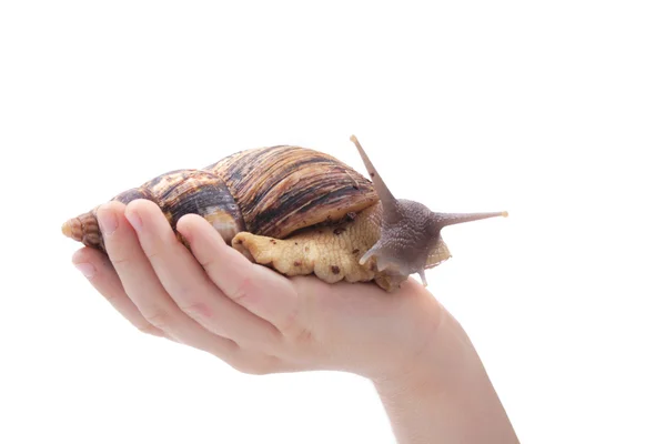 Snail in the hand — Stock Photo, Image