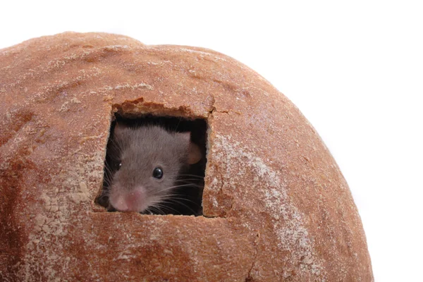 Миша і їх будинок — стокове фото