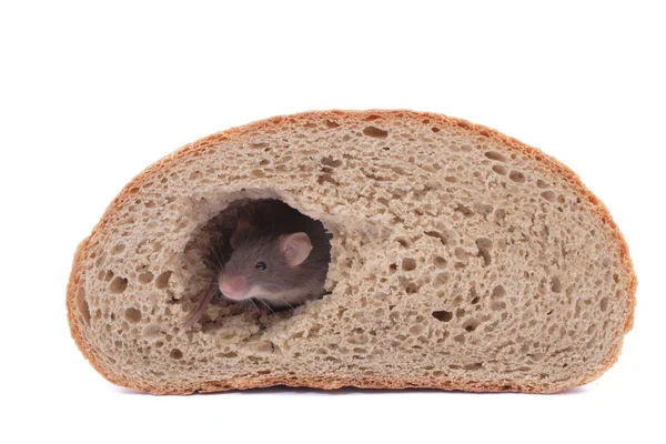 stock image Mouse and their house