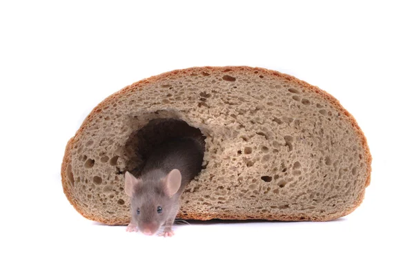 Rato e sua casa — Fotografia de Stock