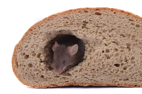 Мышь и их дом — стоковое фото