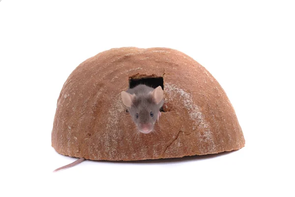 Миша і їх будинок — стокове фото