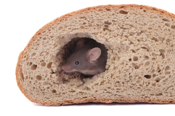 Rato e o pão — Fotografia de Stock
