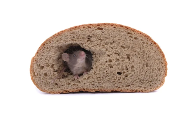 Muis en het brood — Stockfoto