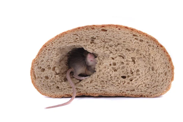 Мышь и хлеб — стоковое фото