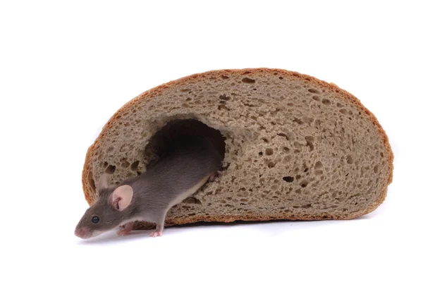 Muis en het brood — Stockfoto
