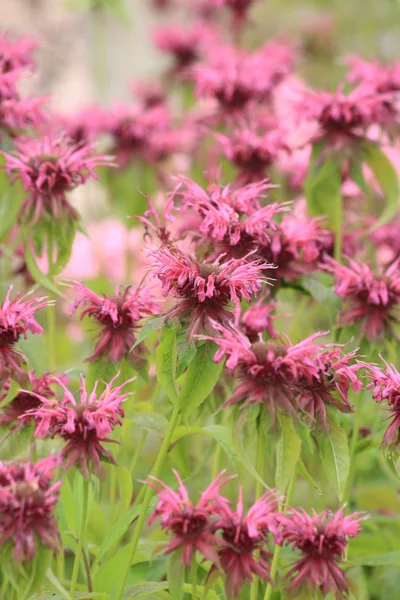 stock image Flowers