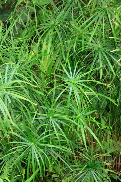 Stock image Green natural leaf background