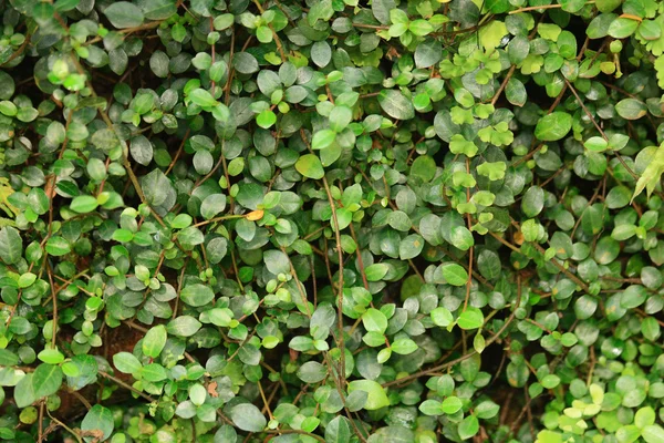 Grönt naturliga blad bakgrund — Stockfoto