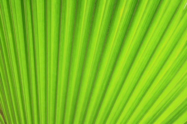 Doğal yaprak yeşil arka plan — Stok fotoğraf