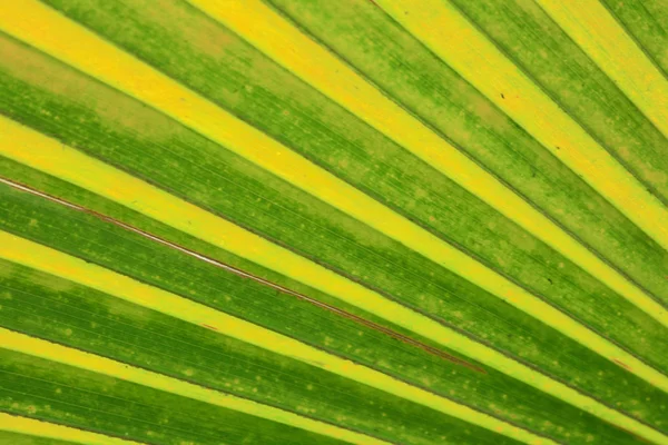 Doğal yaprak yeşil arka plan — Stok fotoğraf