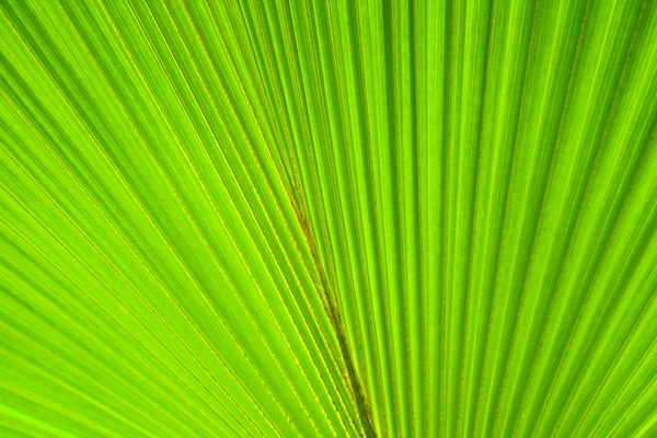 Grüne natürliche Blatt Hintergrund — Stockfoto
