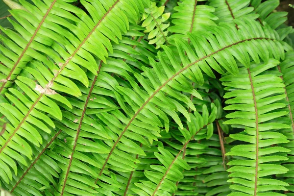 녹색 자연 잎 배경 — 스톡 사진