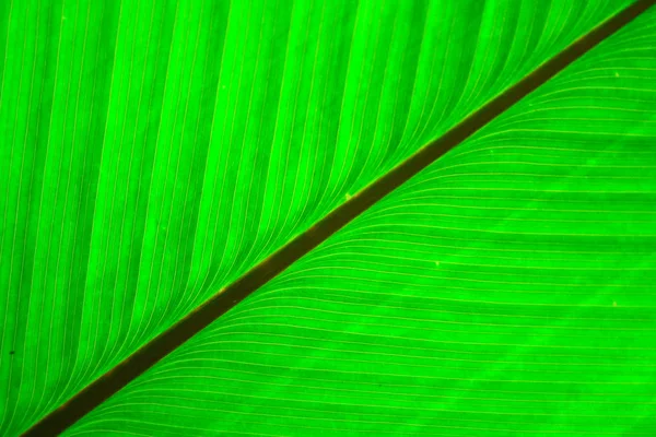 Verde sfondo foglia naturale — Foto Stock