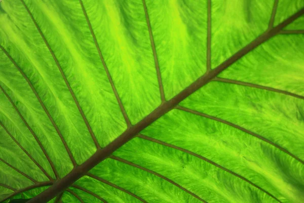 Зеленый цвет листьев — стоковое фото