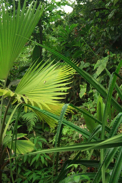 Tło zielony liść naturalny — Zdjęcie stockowe