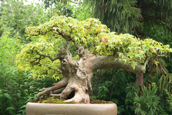 Bonsai Ağacı