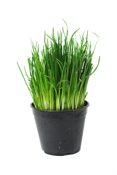 Зелена трава Великодня — стокове фото