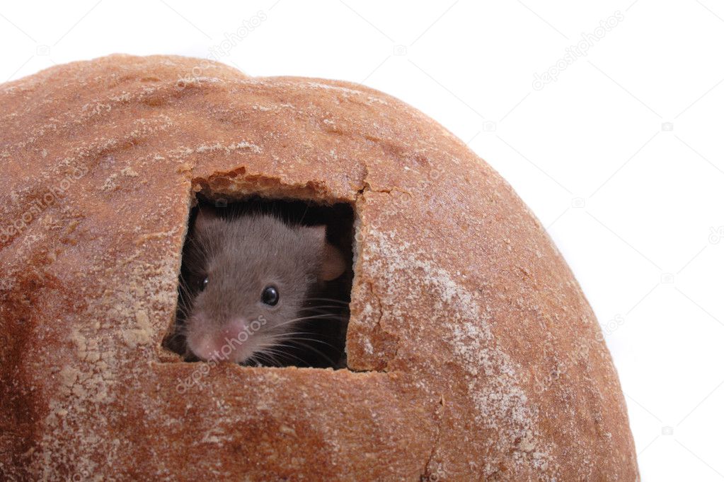 Mouse and their house