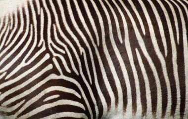 Zebra texture clipart