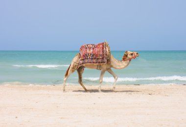 Camel on the beach clipart