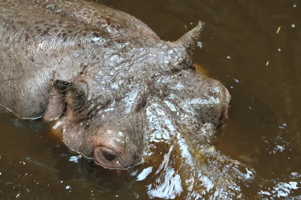 Cabeça de hipopótamo — Fotografia de Stock