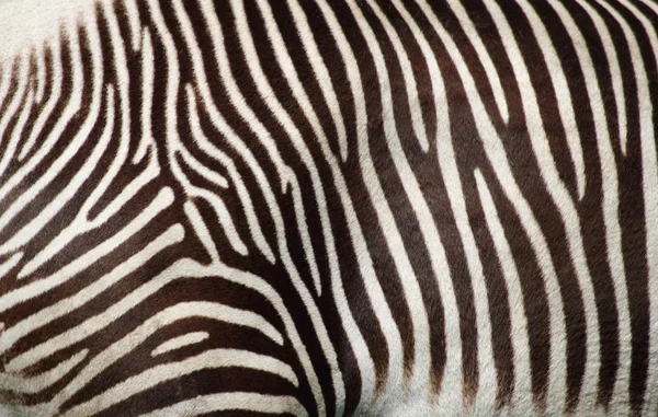 Zebra doku — Stok fotoğraf
