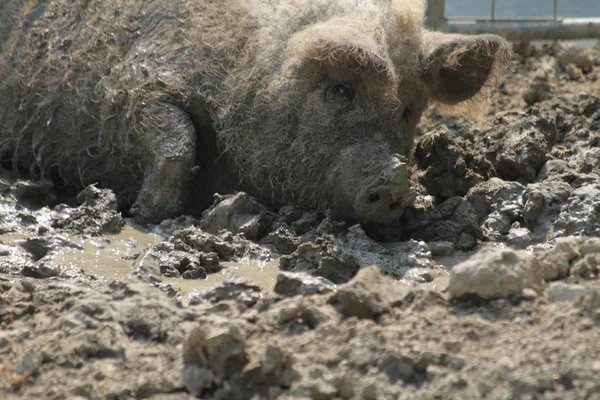 Большая свинья — стоковое фото