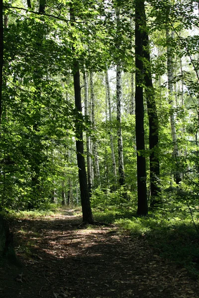 Floresta checa — Fotografia de Stock