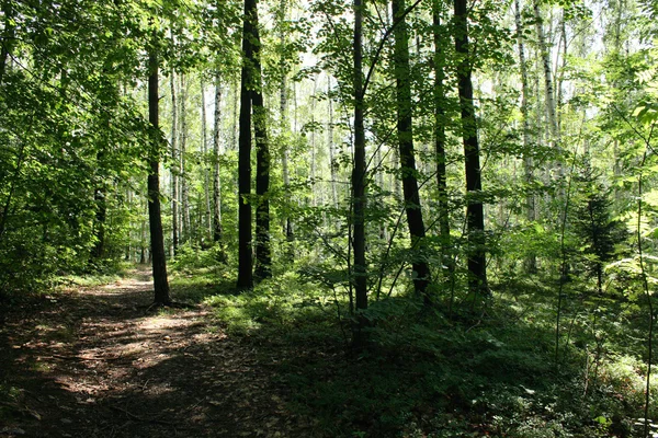 捷克森林 — 图库照片