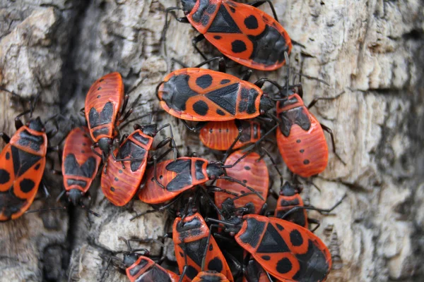 Red bugs — Stock Photo, Image