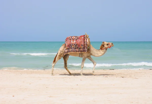 Kamel på stranden – stockfoto