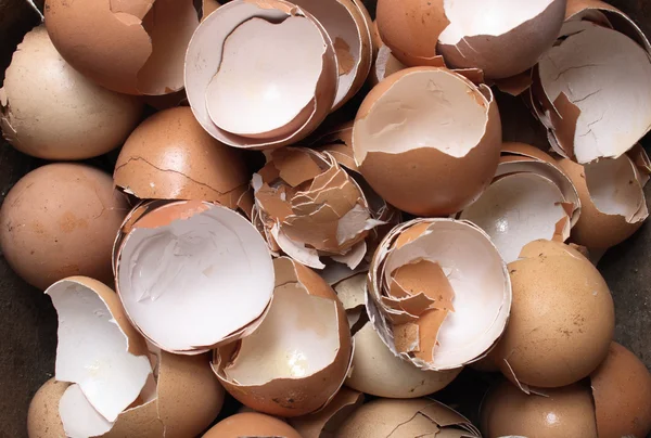 Empty eggs — Stock Photo, Image