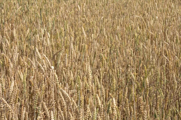 Золотая кукуруза — стоковое фото