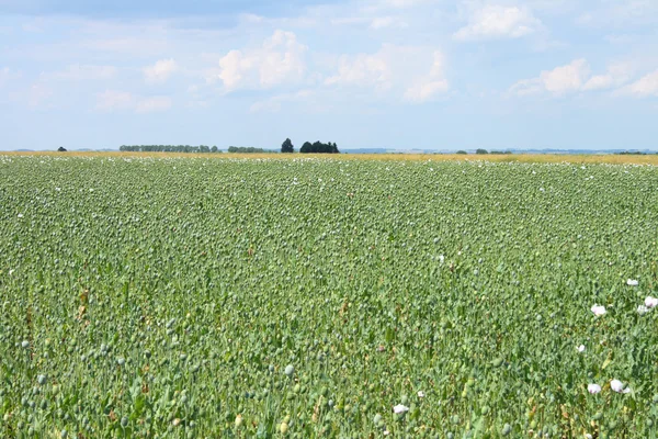 stock image Poppy field