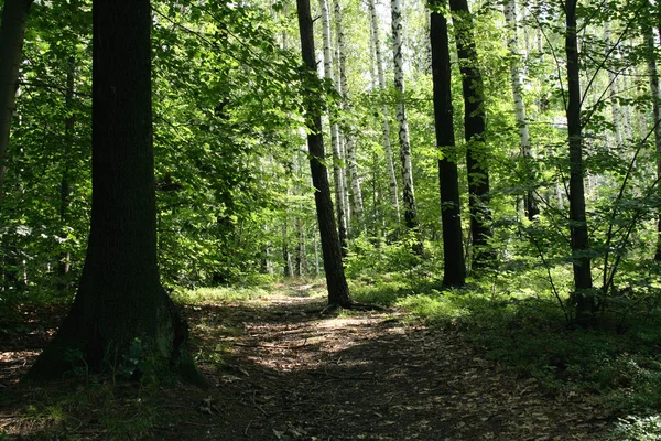 Глубокий чехословацкий лес — стоковое фото