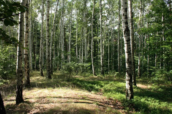 Głęboko czeski Las — Zdjęcie stockowe