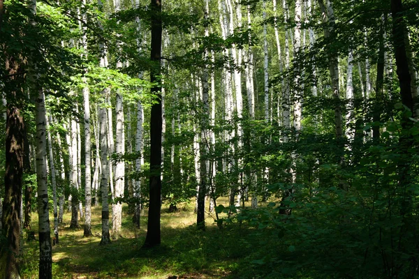 Tiefer tschechischer Wald — Stockfoto