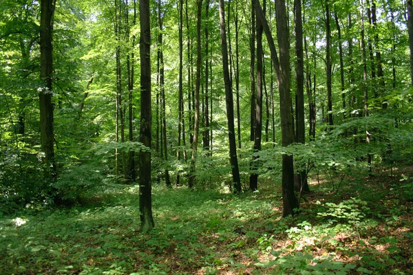 チェコ深い森林 — ストック写真