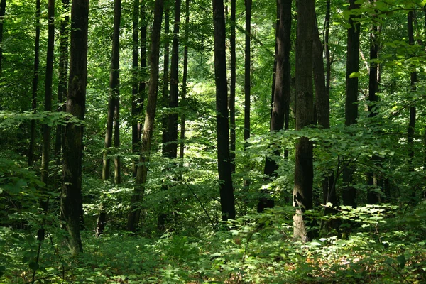 Floresta de checo profunda — Fotografia de Stock