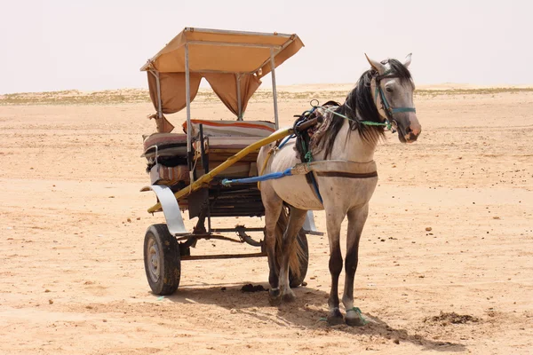 Horse in desert — Stock Photo, Image