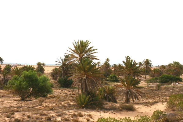 Plants in the desert — Stock Photo, Image