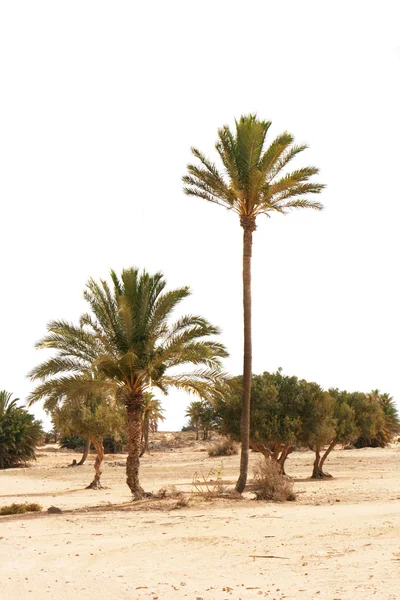 Palm treeses — Stockfoto
