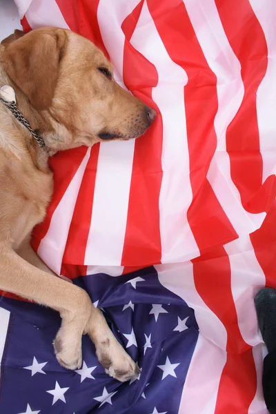 stock image Sleeping labrador