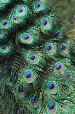 Peacock background clipart